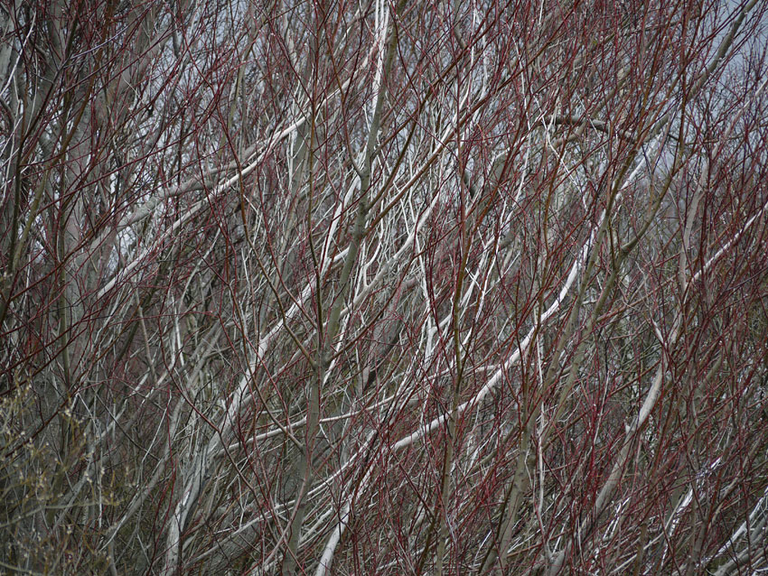 Birch and willow01.jpg